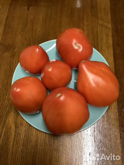 Помидор
