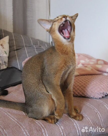 Абиссинская девочка, 5 мес