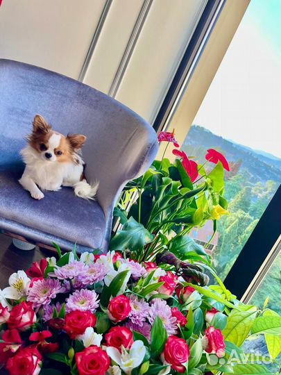 Чихуахуа мини вязка