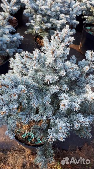 Голубая ель Глаука Глобоза
