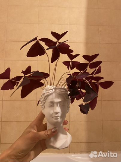 Клевер счастья/оксалис