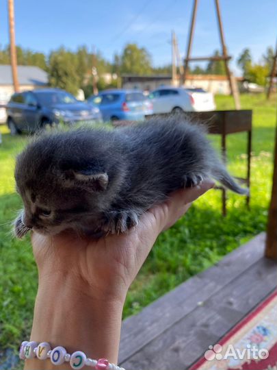 Котята в добрые руки бесплатно коты