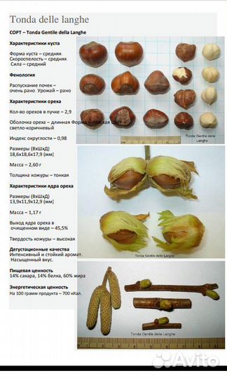 Саженцы ореха фундука