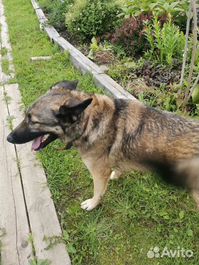 Собаки в дар