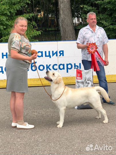 Вязка кобель лабрадор