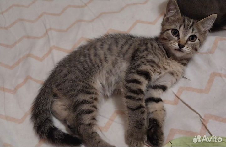 Котёнок мальчик