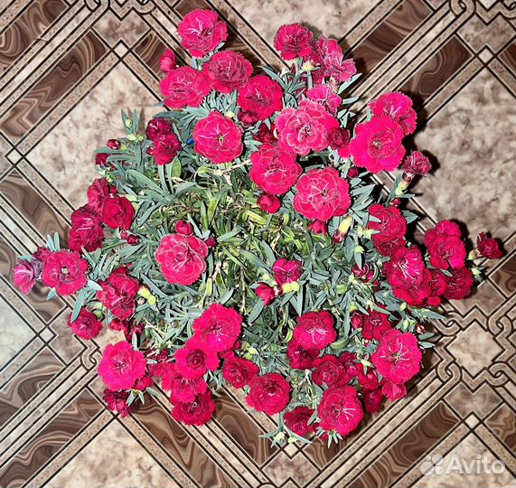 Гвоздика садовая (голландска)