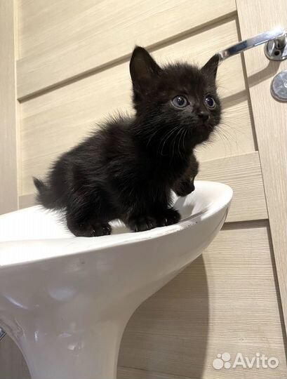 Черные котята