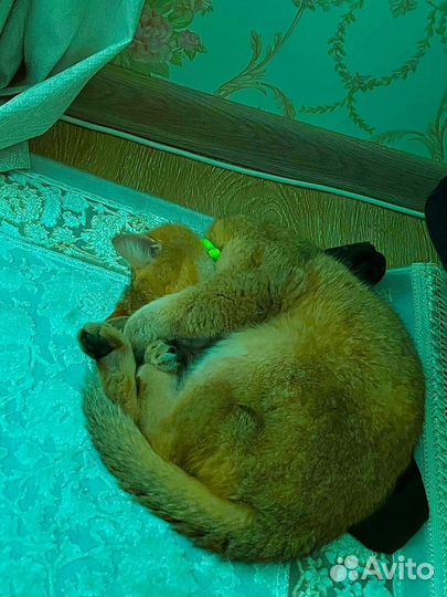 Потерялся кот