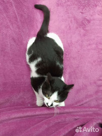 Котик 4 месяца в дар