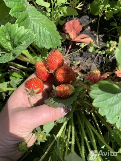 Рассада не ремонтантной клубники(без стаканчика)