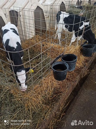 Телята бычки на откорм