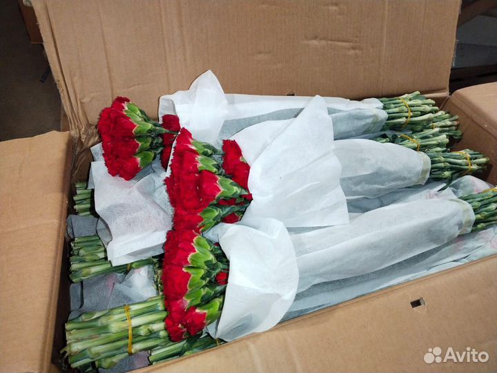 Гвоздика цветы