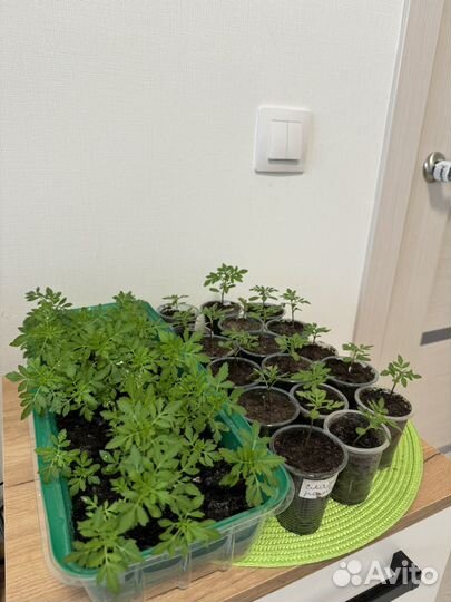 Рассада - садовые цветы