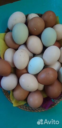 Яйцо на инкубацию от домашних кур