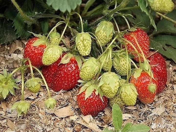 Клубника фестивальная