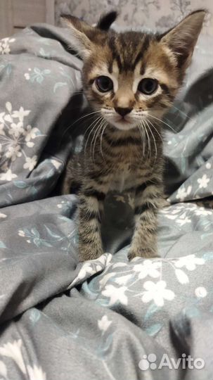 Кошка в дар бесплатно