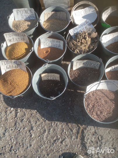 Семена сидератов