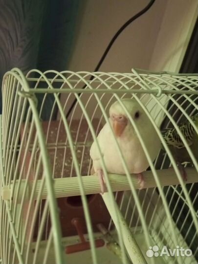 Волнистый попугай ручной