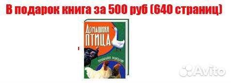 Инкубатор Блиц Норма парка 120