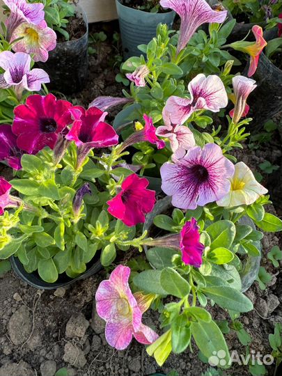 Вегетативные петунии, калибрахоа