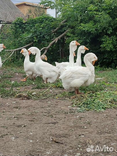 Холмогорские гуси