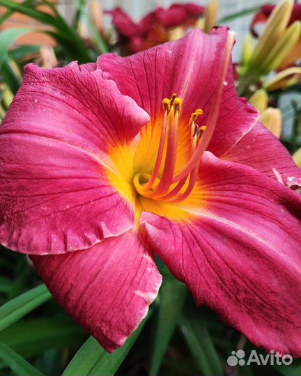 Саженцы лилейников