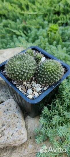 Суккуленты.Кактусы -цветуны