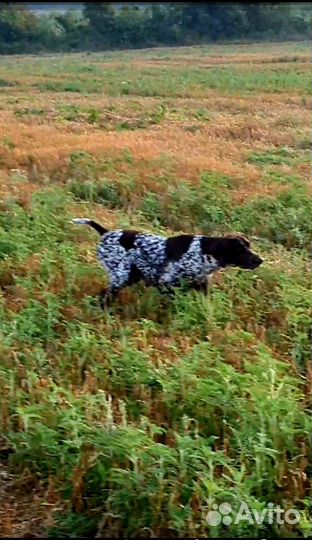 Щенки курцхаара