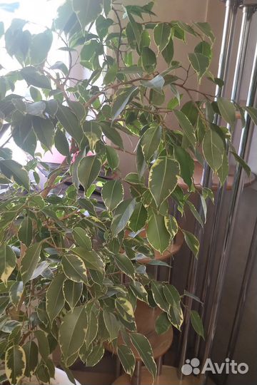 Отростки фикуса