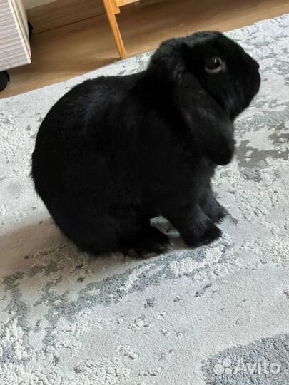 Кролик баран вислоухий