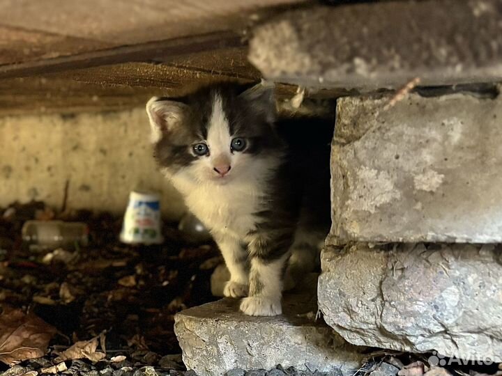Котята ищут дом