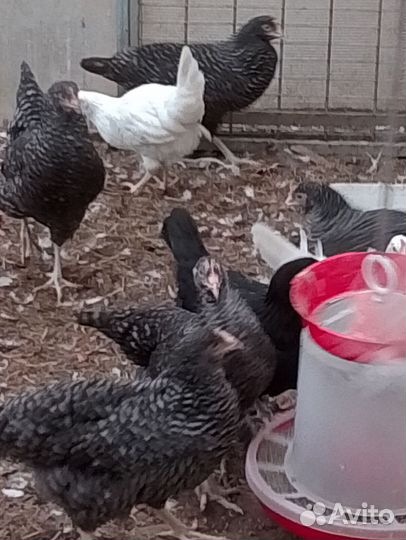 Куры молодки