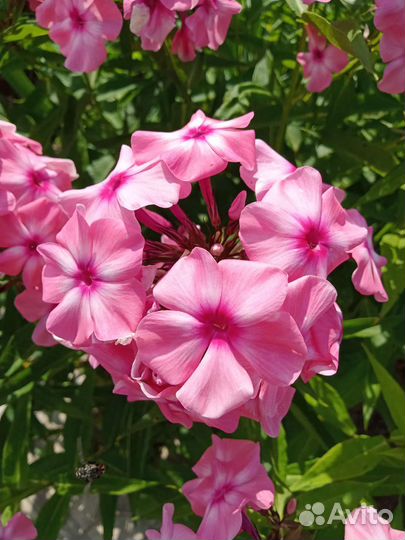 Флоксы сортовые