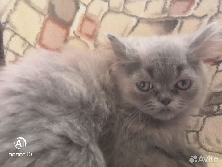 Котенок персидский