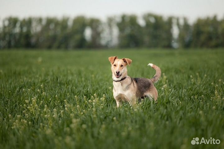 Ищем активных людей для активной Герды