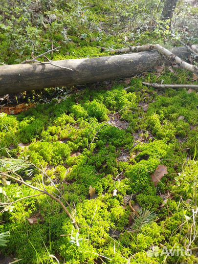 Мох сфагнум живой и сухой