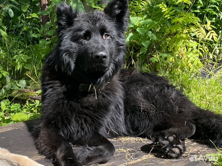 Собака на случку