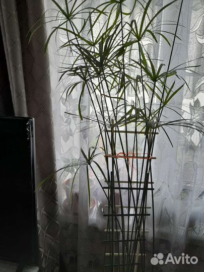 Папирус, сенсевиерия,сингониум