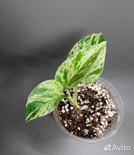 Эпипремнум марбл квин, себу блю, пиннатум, нджой