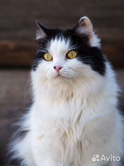 Пушистая Мотя в добрые руки