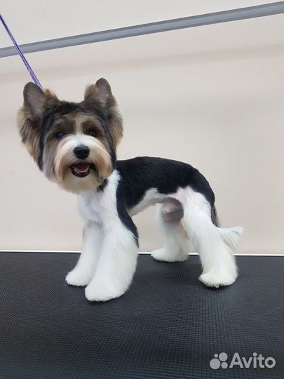 Стрижка собак