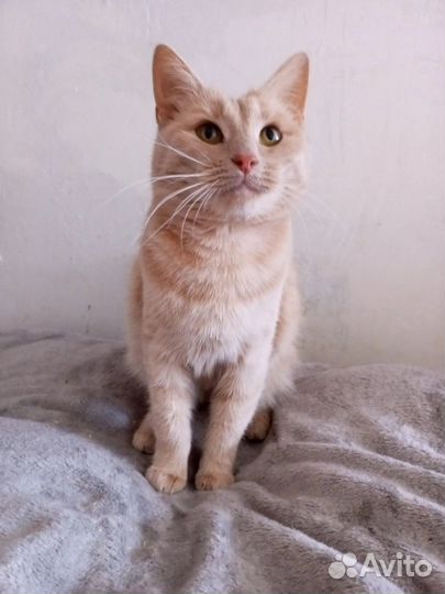 Кошка Маруся