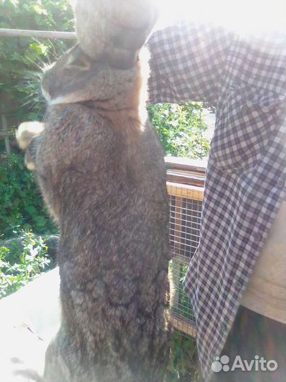 Продаются кролики