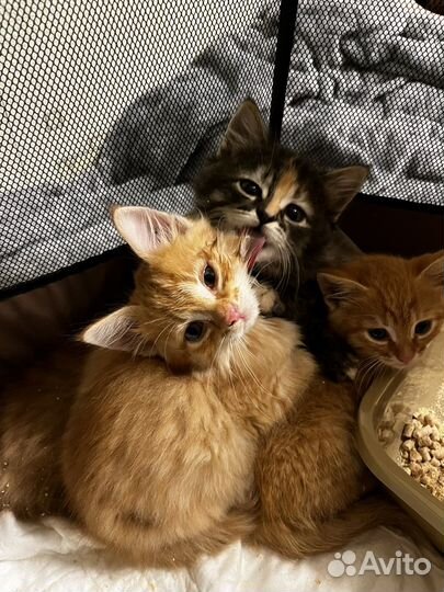 Котята в добрые руки