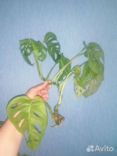 Монстера Манки