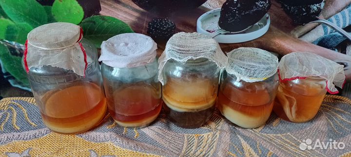 Чайный гриб