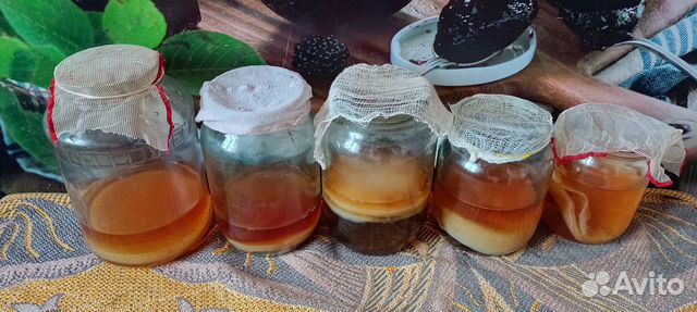 Чайный гриб