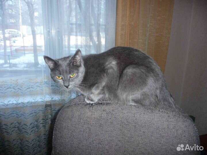 Отдаю кошечку
