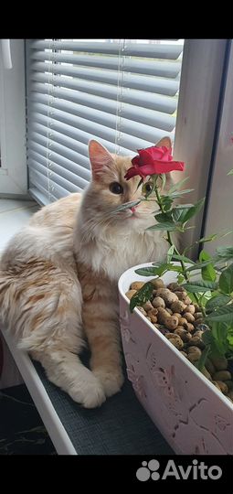 Коты для вязки